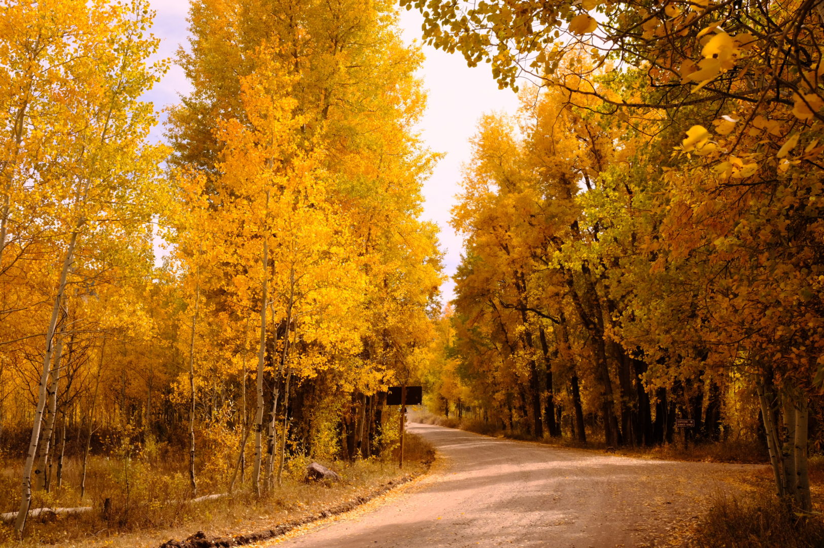 Beautiful fall colored yellow leaves lining a dirt road in Utah
