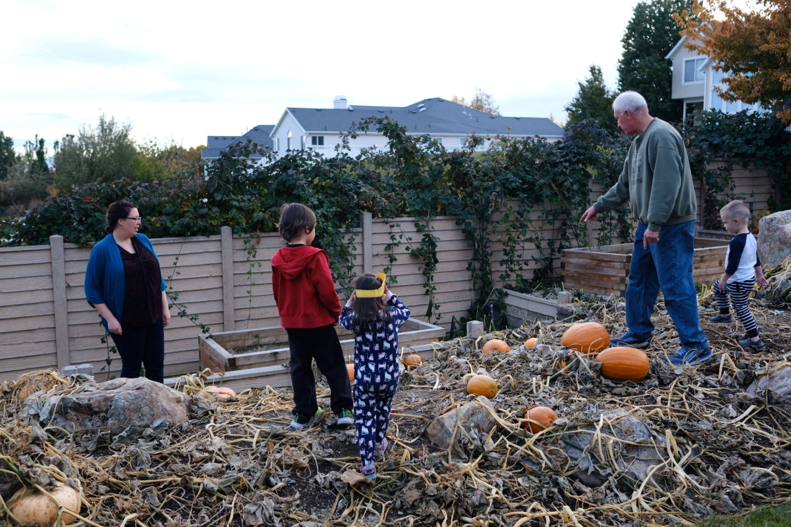 Family members look for pumpkins in a back yard pumpkin patch