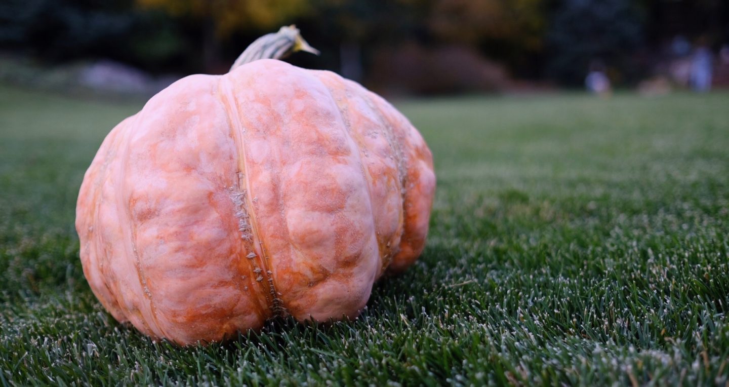 A large pumpkin sits on the lawn