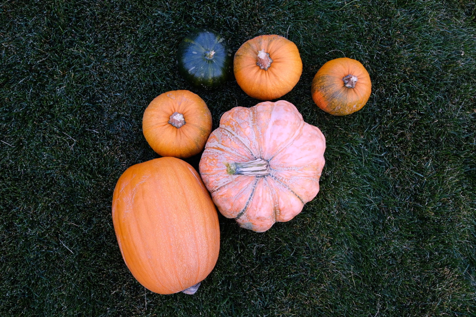 Several pumpkins sitting on the lawn.